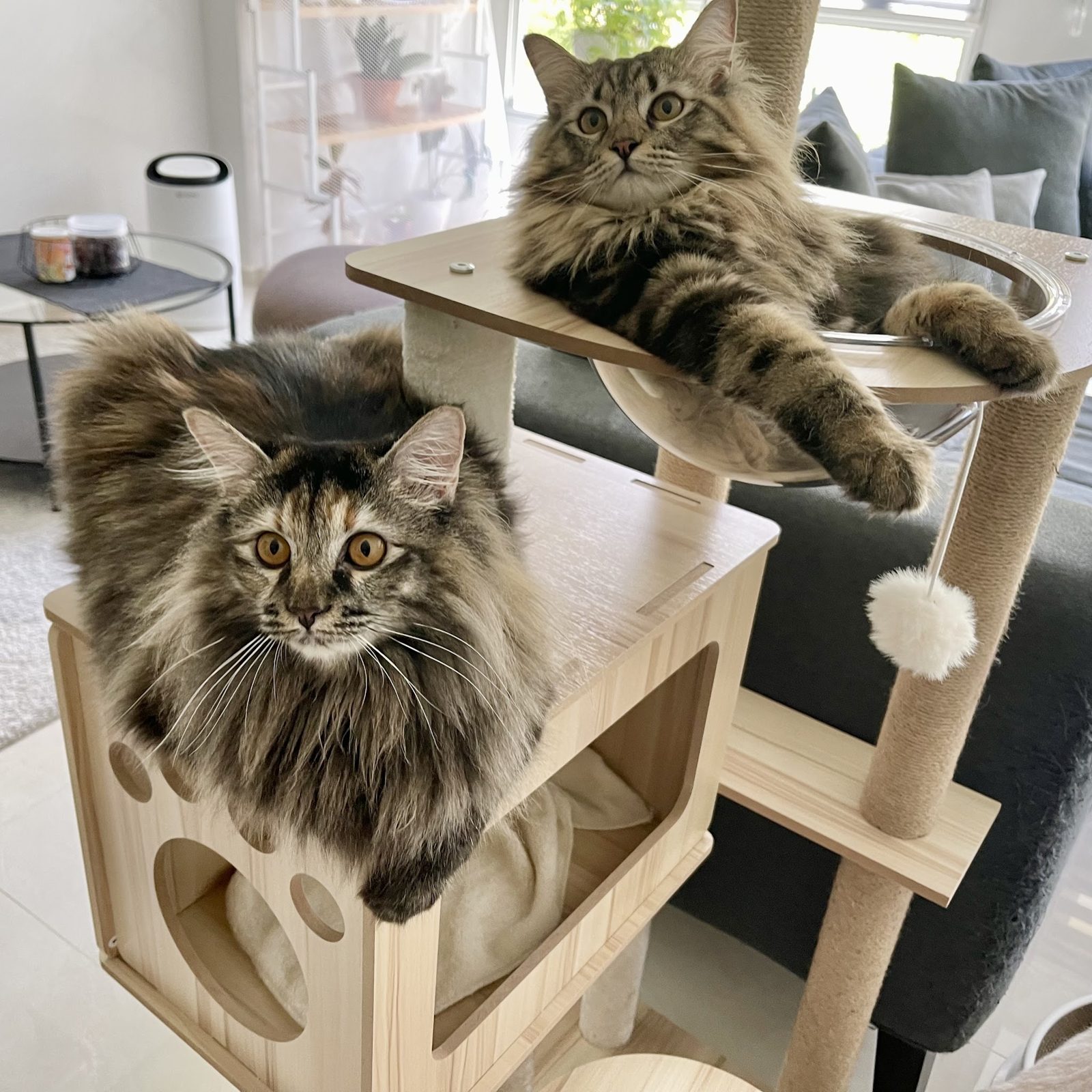 Two long-haired cats resting on a cat tree