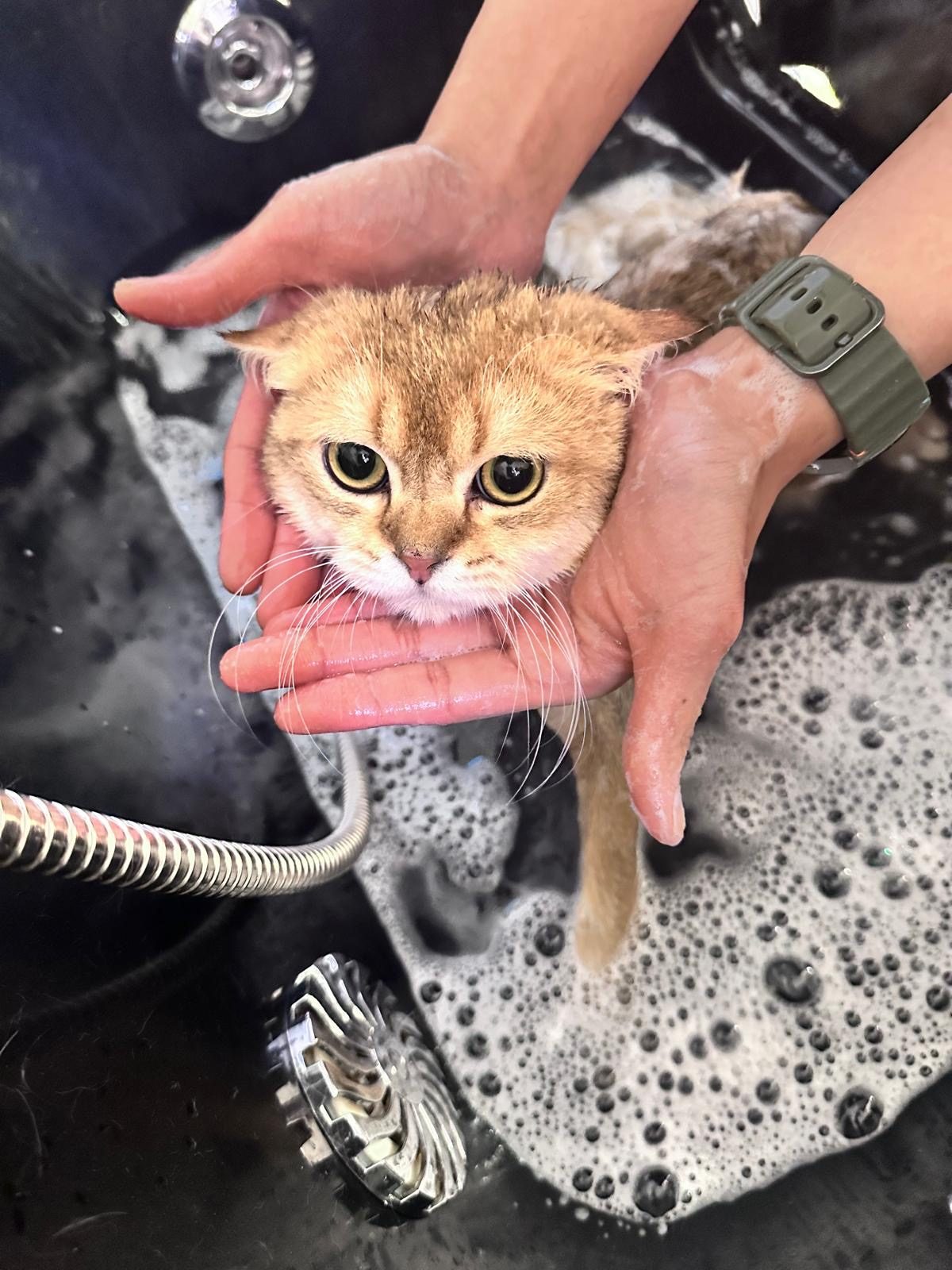 A ginger cat being washed by hand in a sink