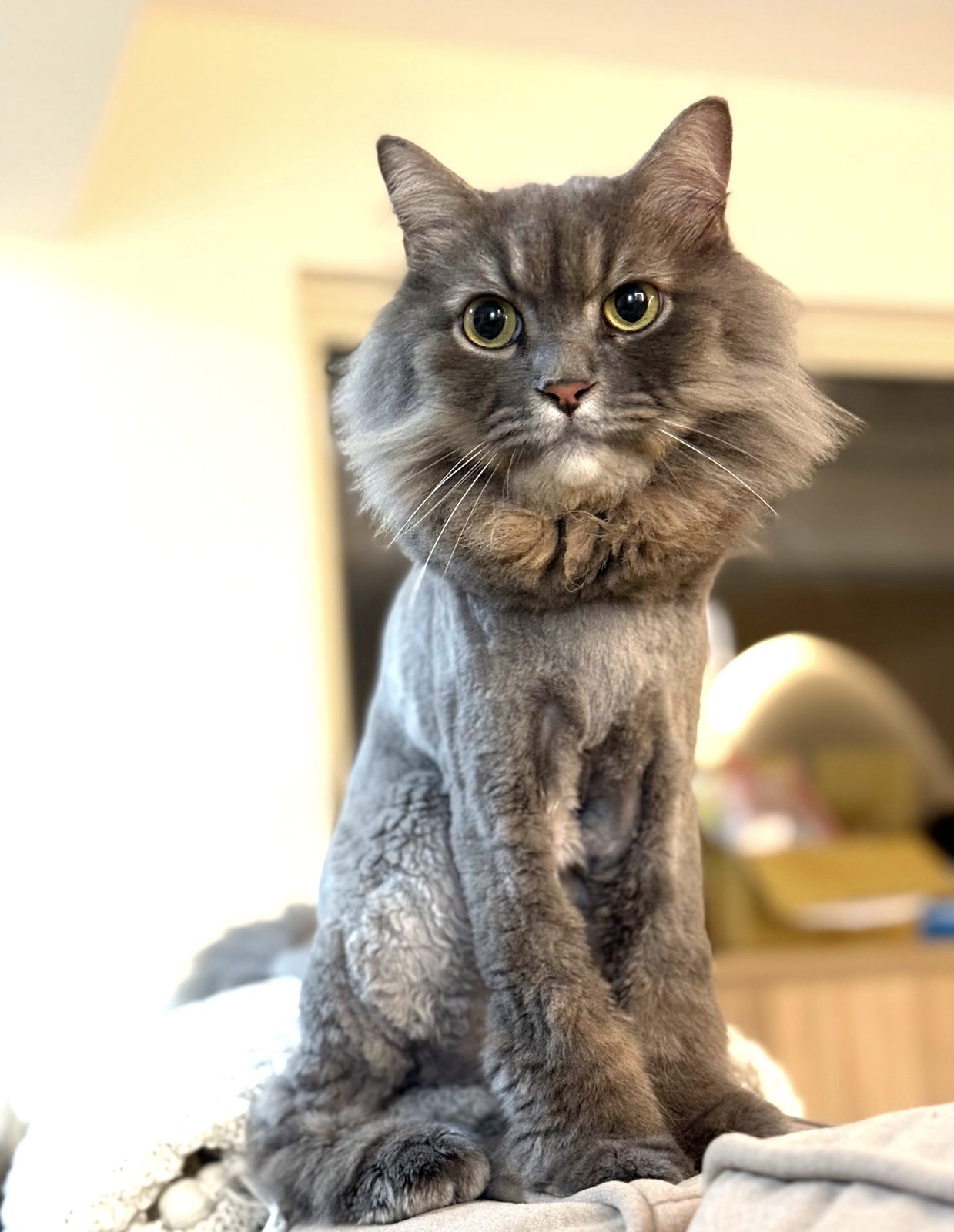 A groomed grey long-haired cat sitting up