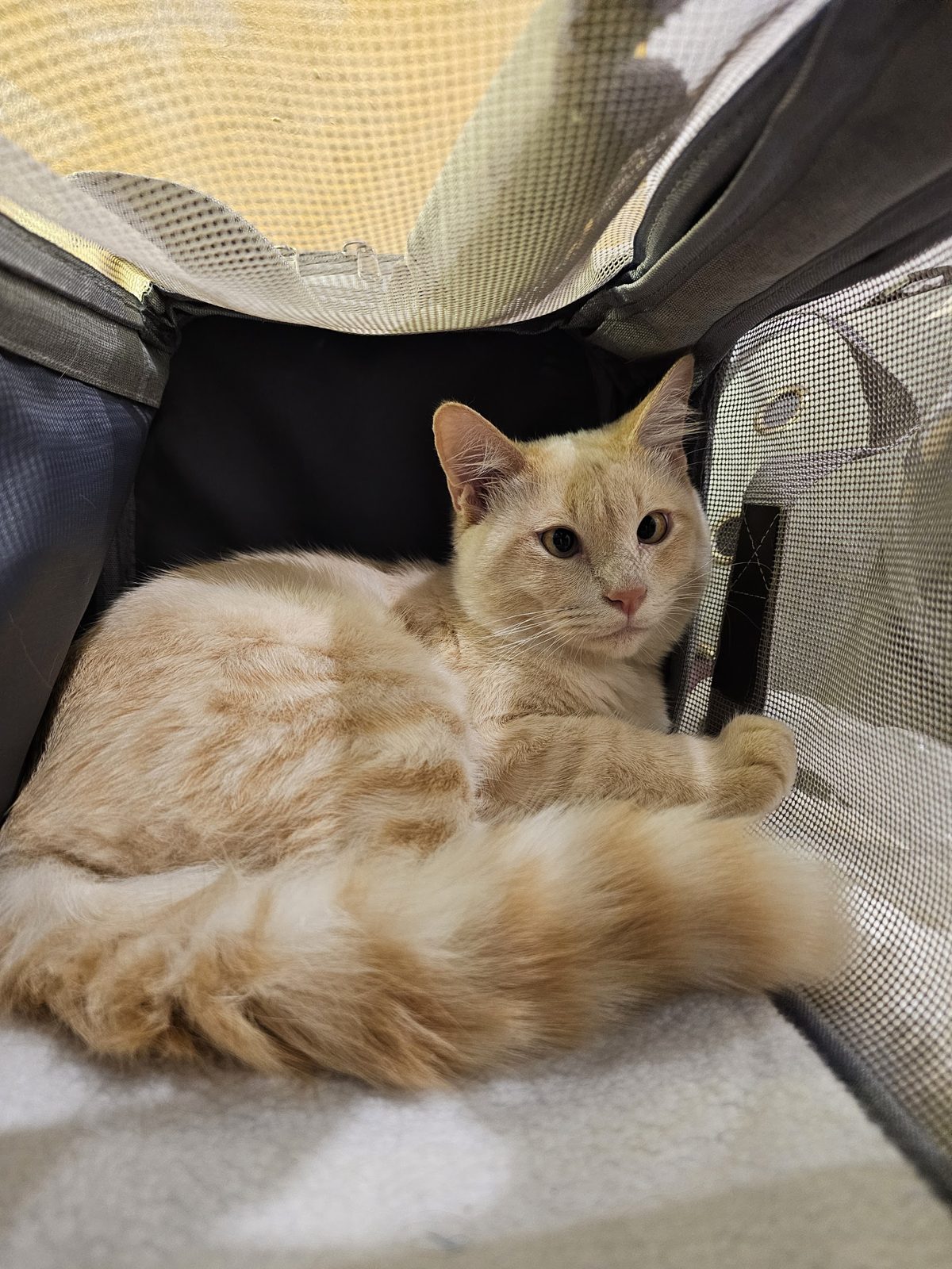 A ginger cat lying relaxed in a carrier